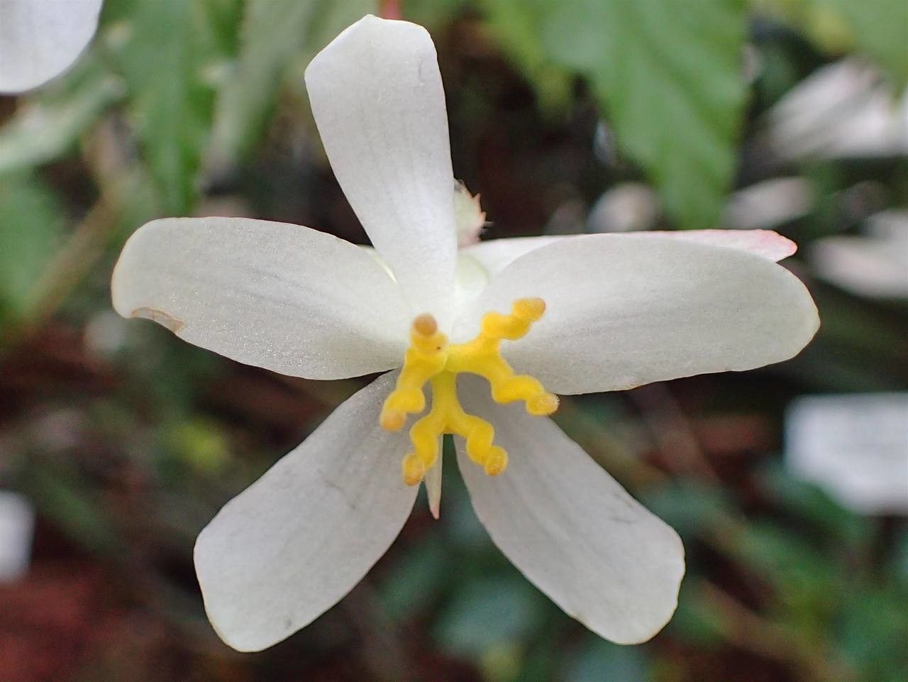 Begonia acutifolia flower