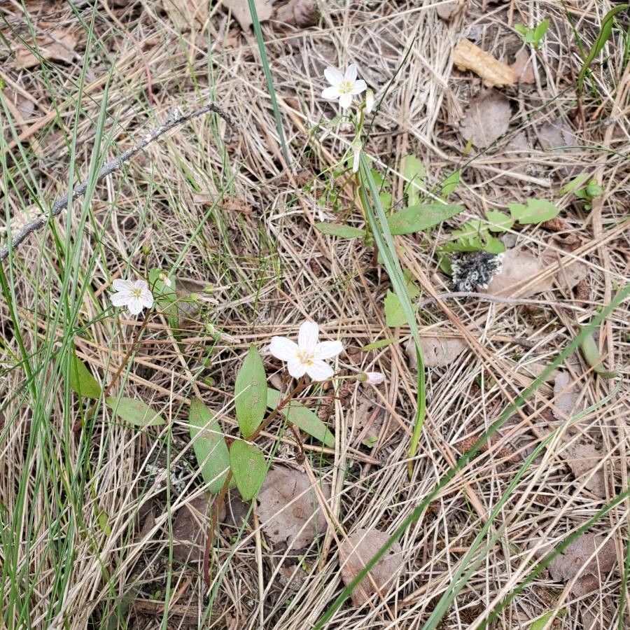Claytonia lanceolata flower