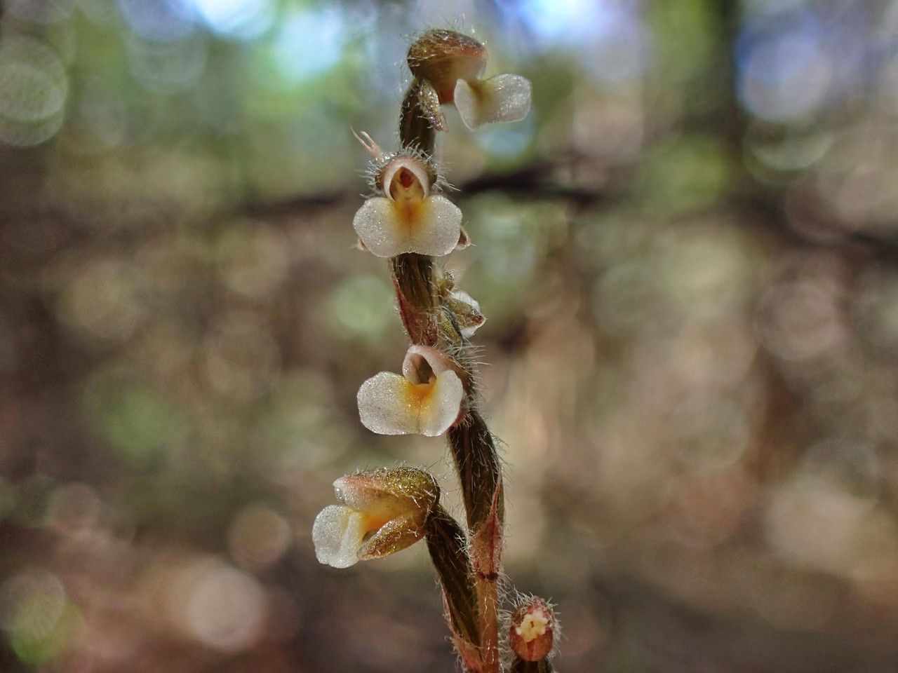 Zeuxine vieillardii flower
