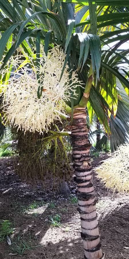 Hyophorbe indica flower