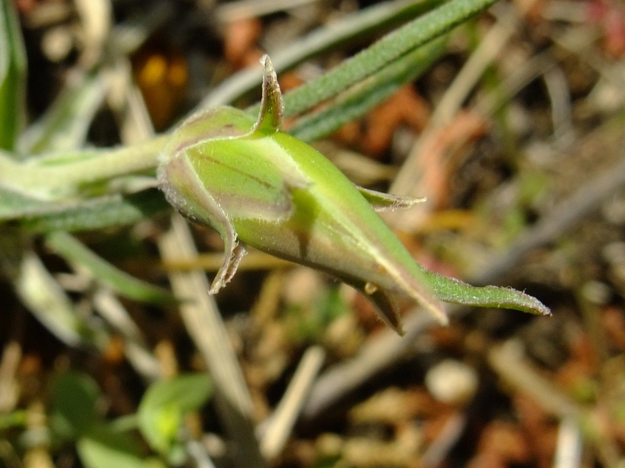 Tragopogon hybridus — search result for 'Tragopogon'