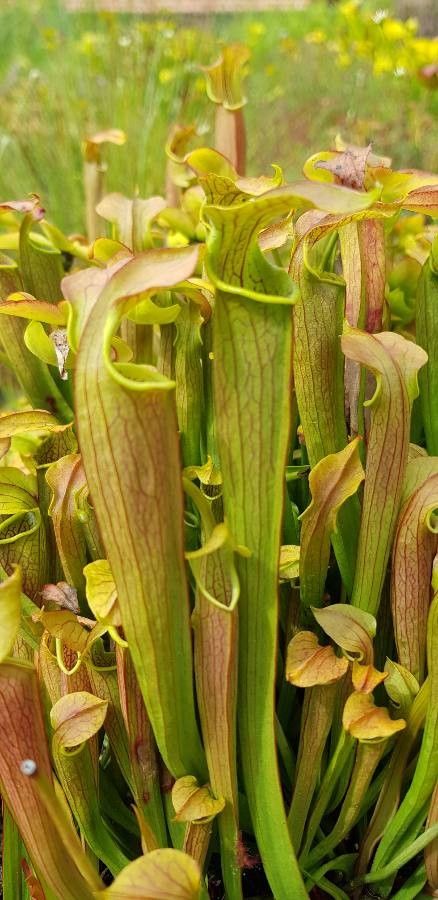 Sarracenia rubra leaf