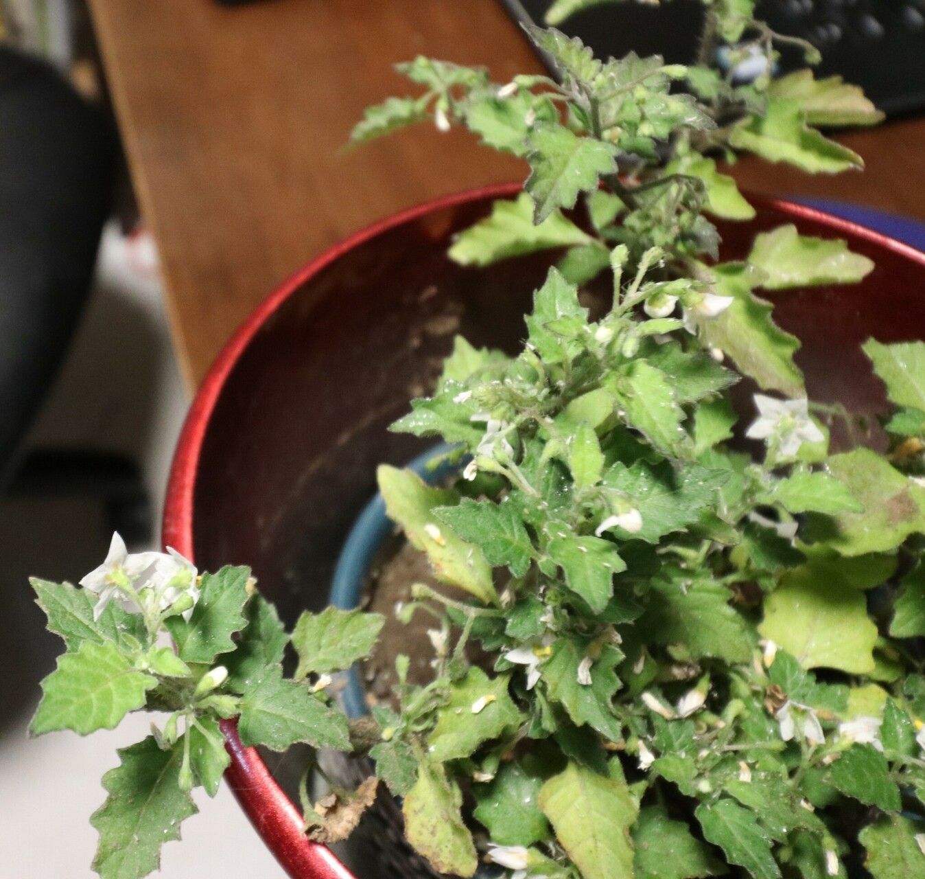 Solanum × procurrens habit