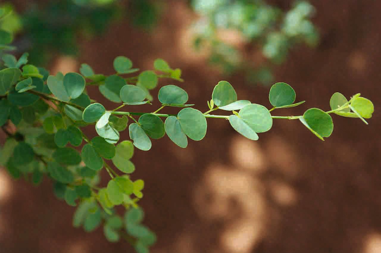 Bauhinia rufescens — search result for 'Bauhinia'