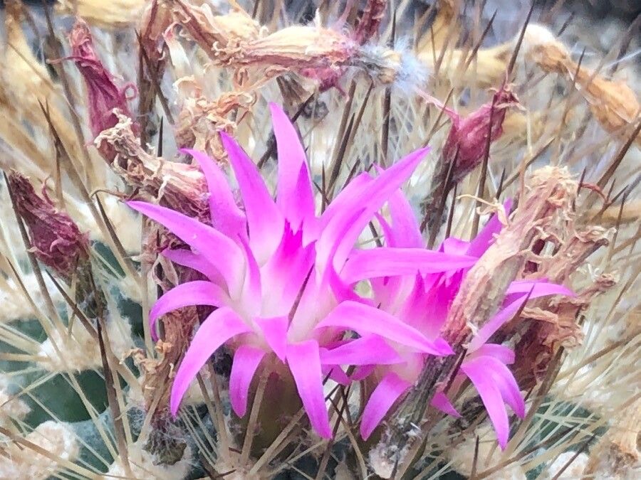 Eriosyce subgibbosa flower