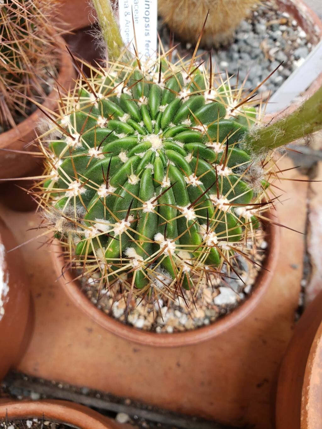 Lobivia ferox — houseplant care guide