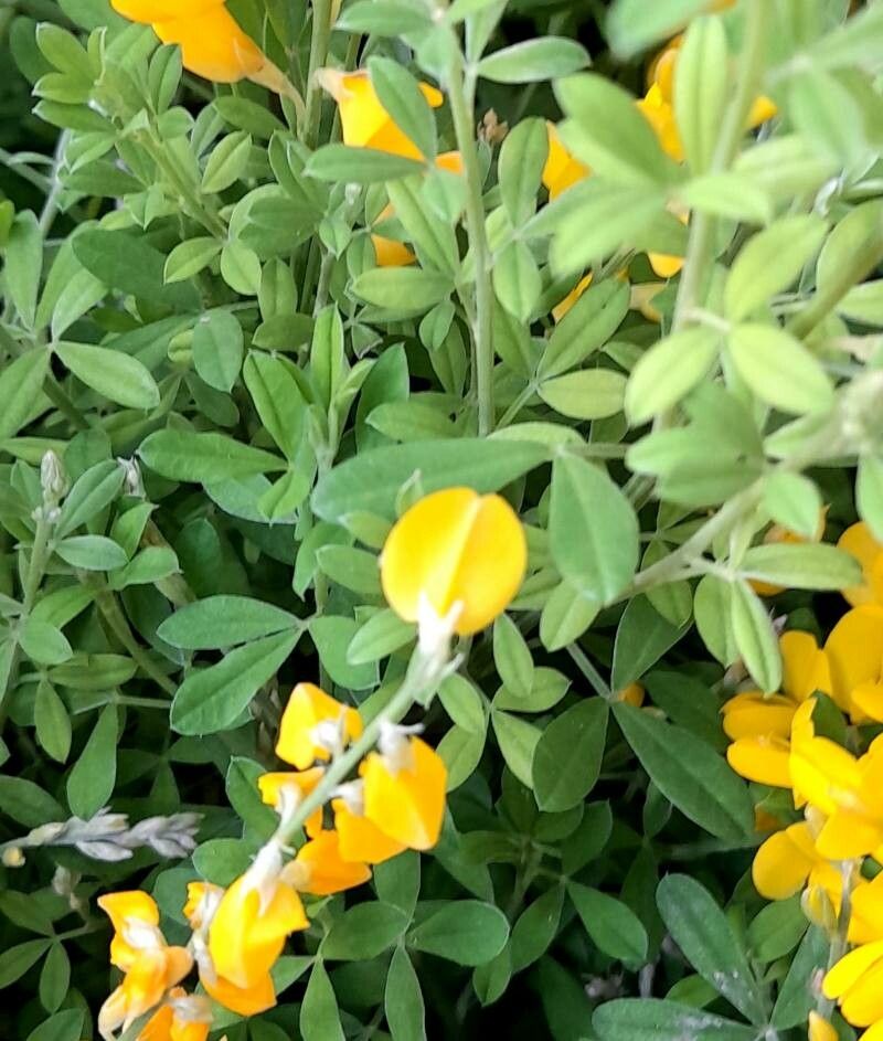 Genista canariensis — search result for 'Genista'