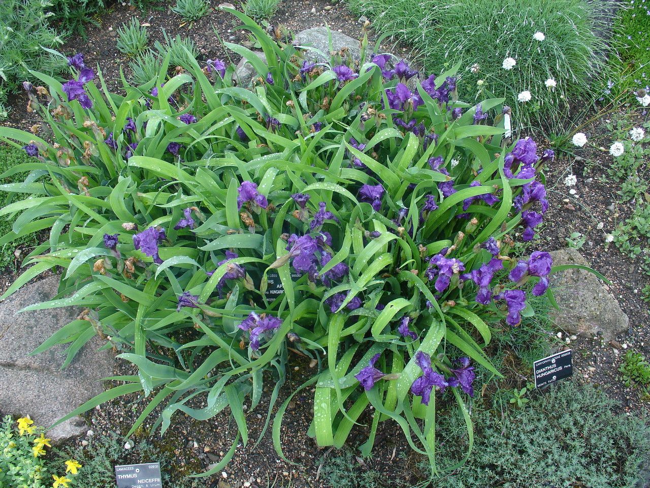 Iris aphylla habit