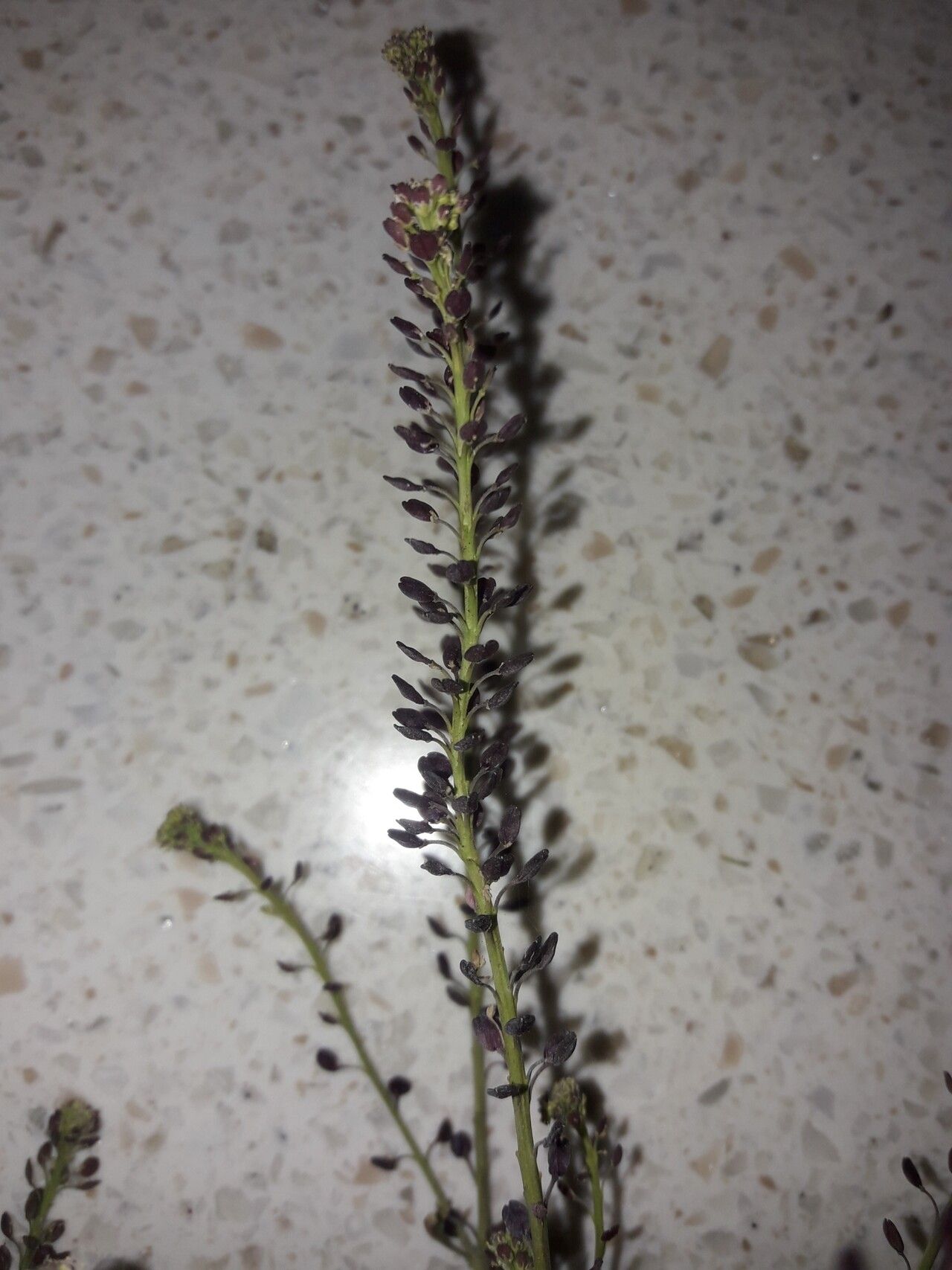 Lepidium africanum flower