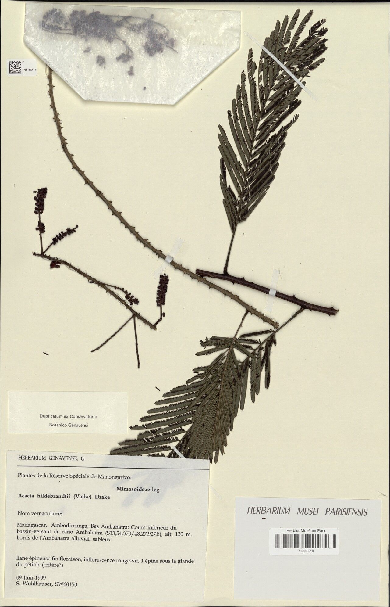 Senegalia hildebrandtii — houseplant care guide