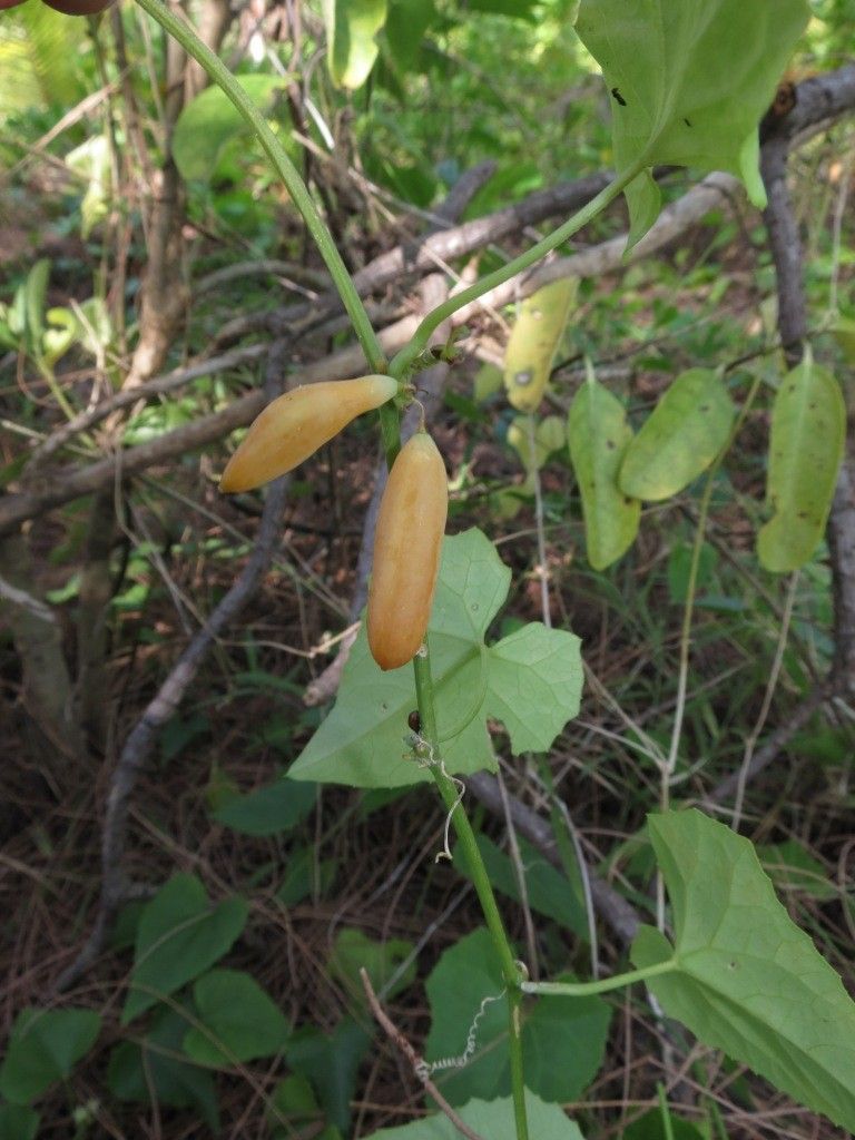 Zehneria neocaledonica — houseplant care guide