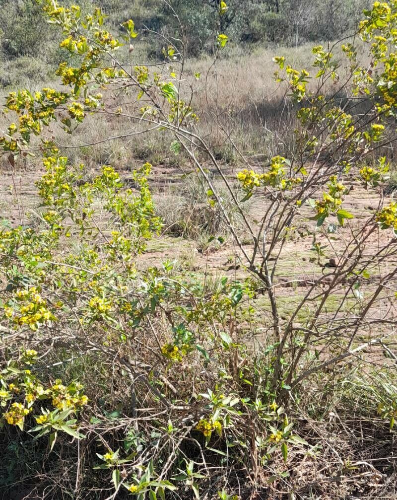 Calea clematidea habit