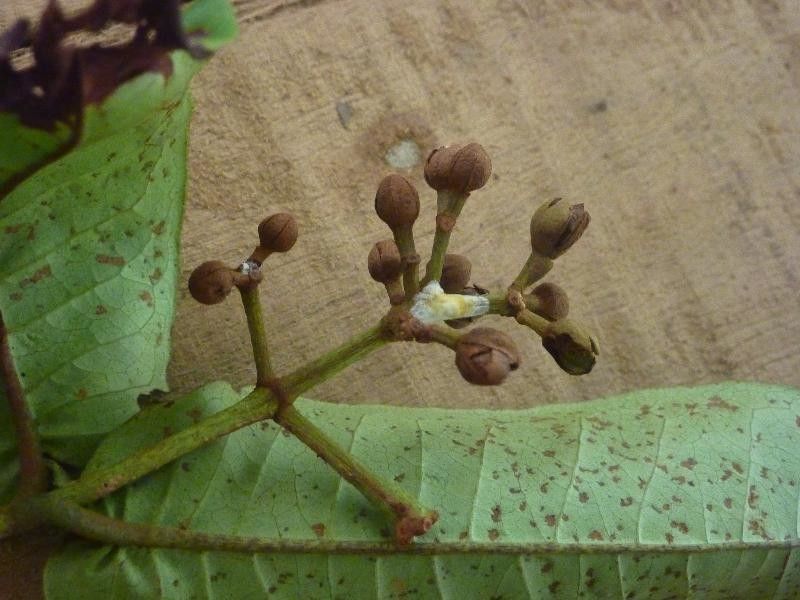 Vismia sessilifolia fruit