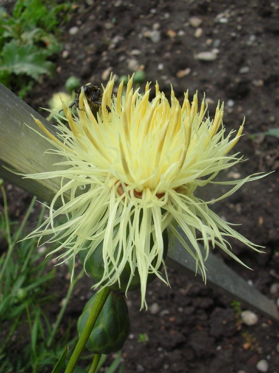 Serratula coronata — houseplant care guide