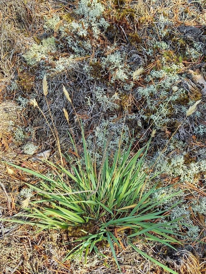 Dianella adenanthera