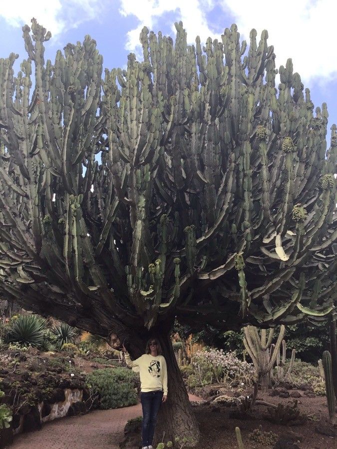 Euphorbia candelabrum — search result for 'Euphorbia'