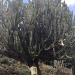 Euphorbia candelabrum