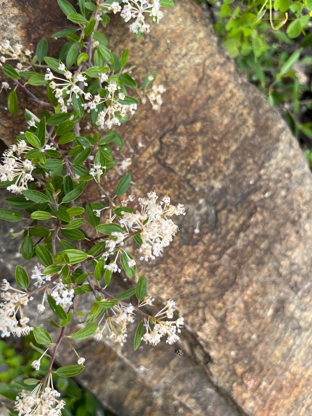 Ceanothus fendleri flower