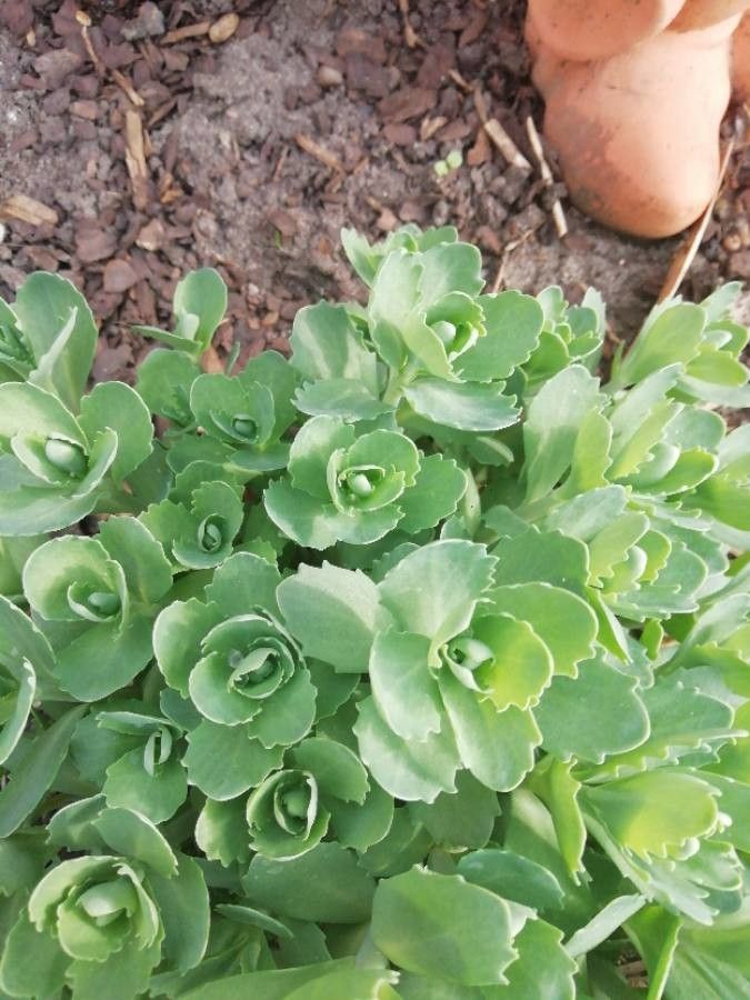 Sedum spurium