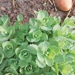 Sedum spurium