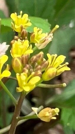 Rorippa indica flower