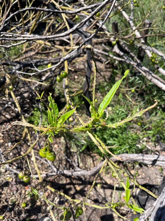 Solanum aviculare leaf