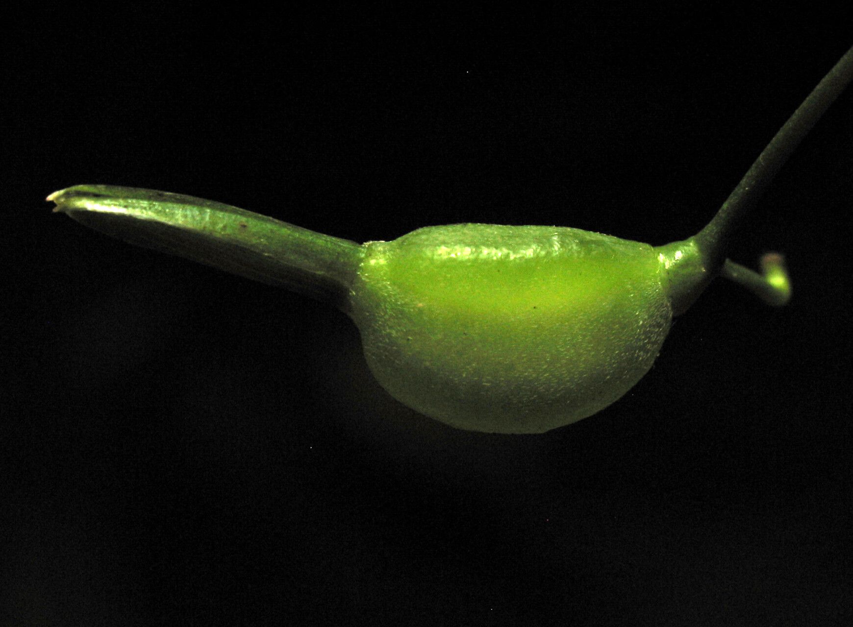 Maranta rupicola fruit