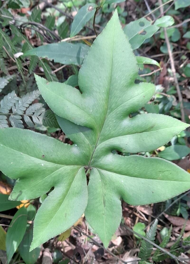 Hemionitis majestosa — search result for 'Hemionitis'