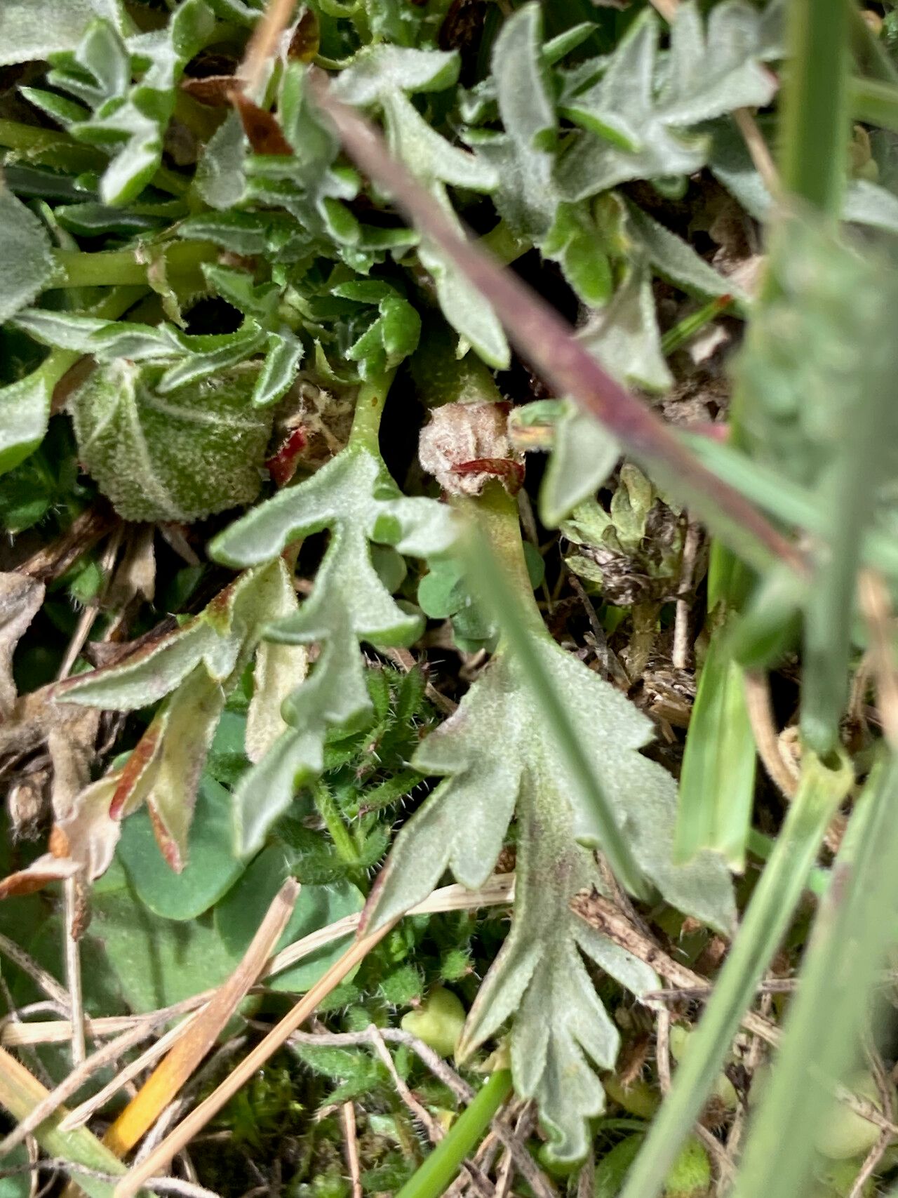 Nototriche pinnata — houseplant care guide