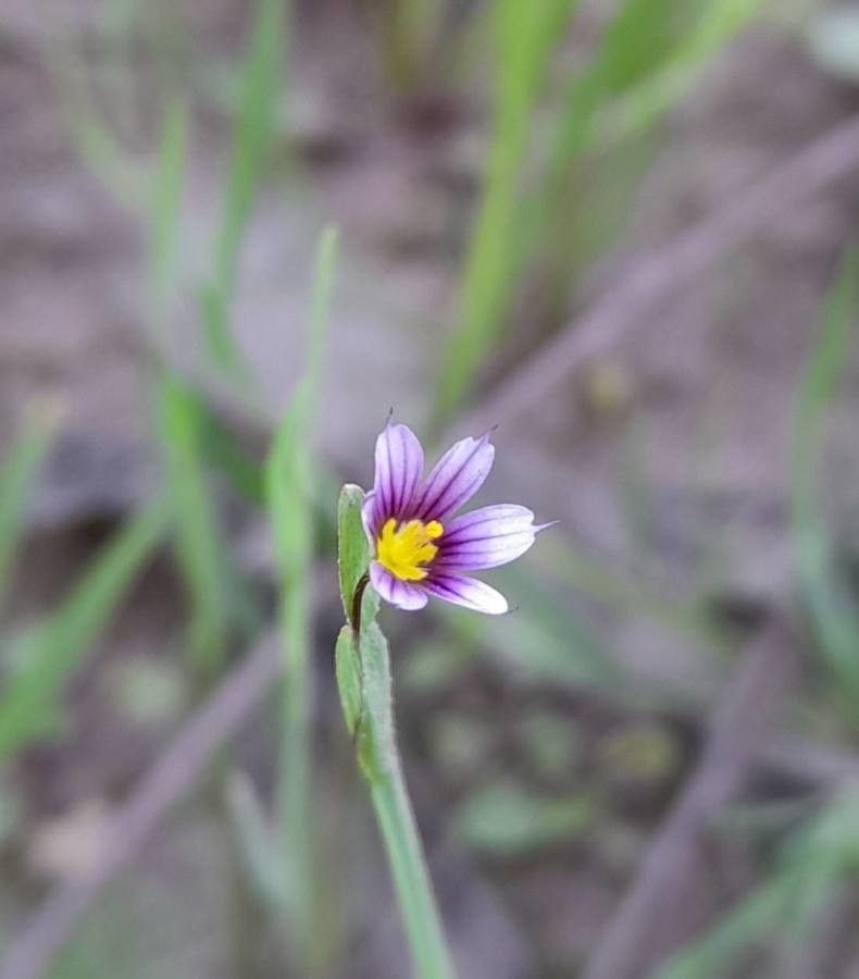 Sisyrinchium minus flower