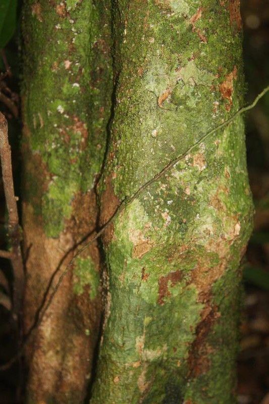 Trichilia pallida bark