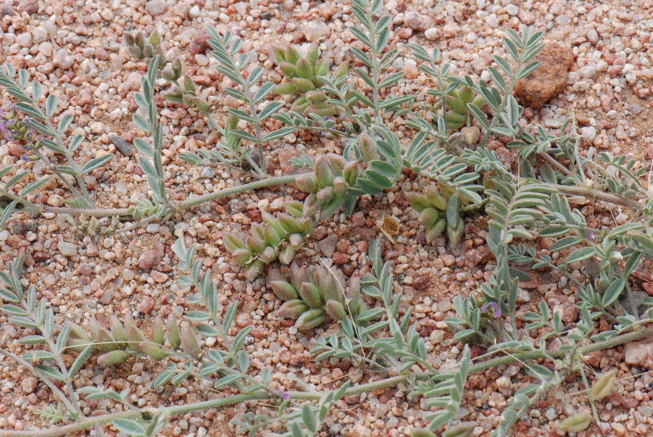 Astragalus vogelii leaf