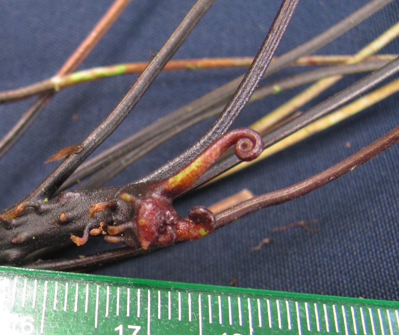 Elaphoglossum moranii fruit