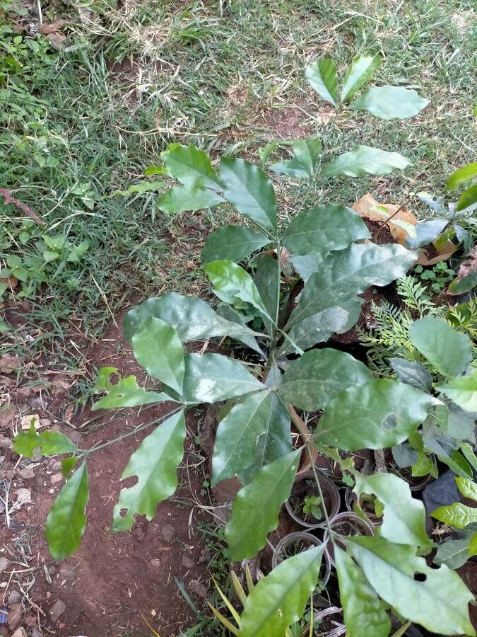 Rothmannia urcelliformis leaf