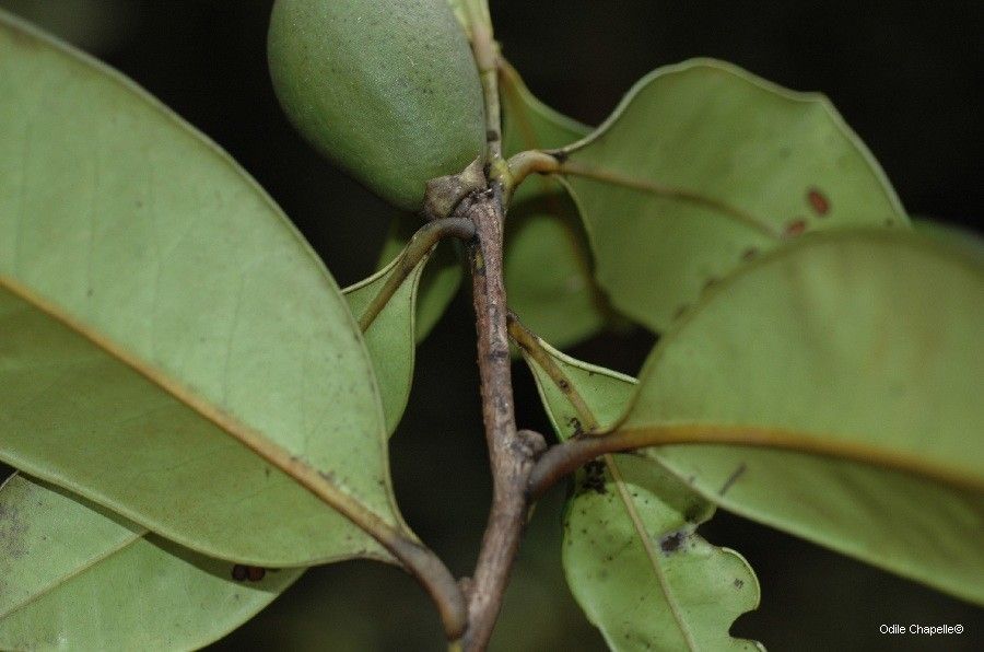 Diospyros balansae — houseplant care guide