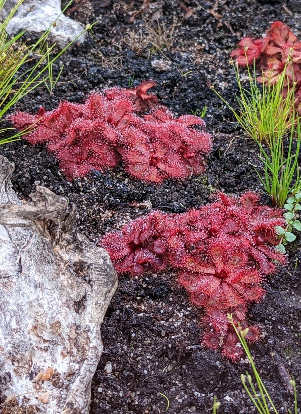 Drosera slackii habit