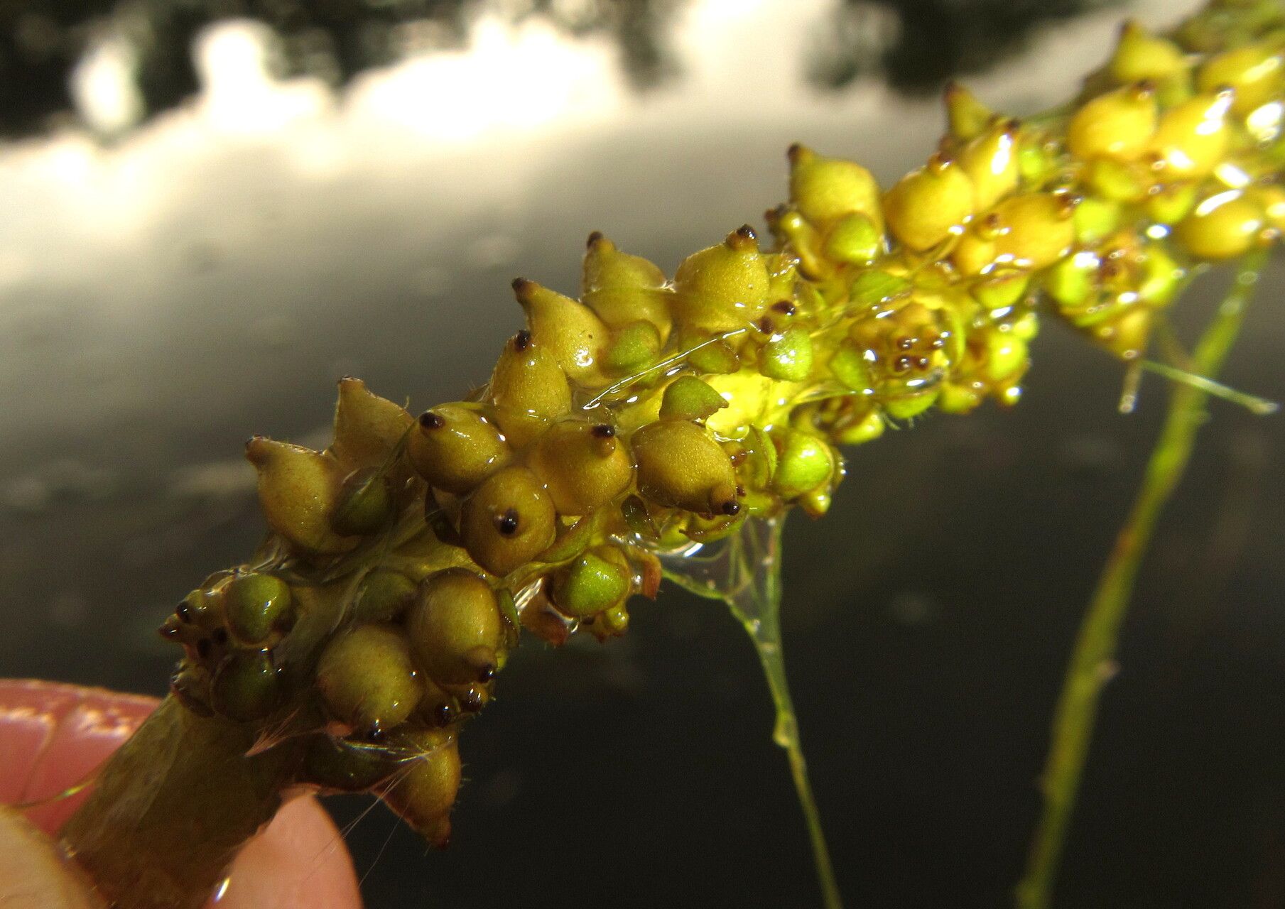Potamogeton schweinfurthii fruit