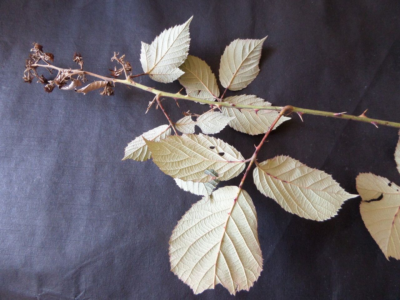 Rubus rossensis — houseplant care guide