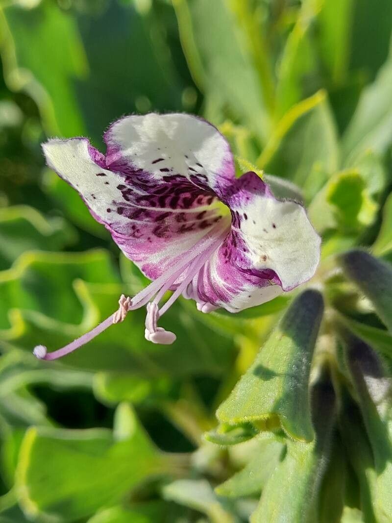 Hyoscyamus insanus flower