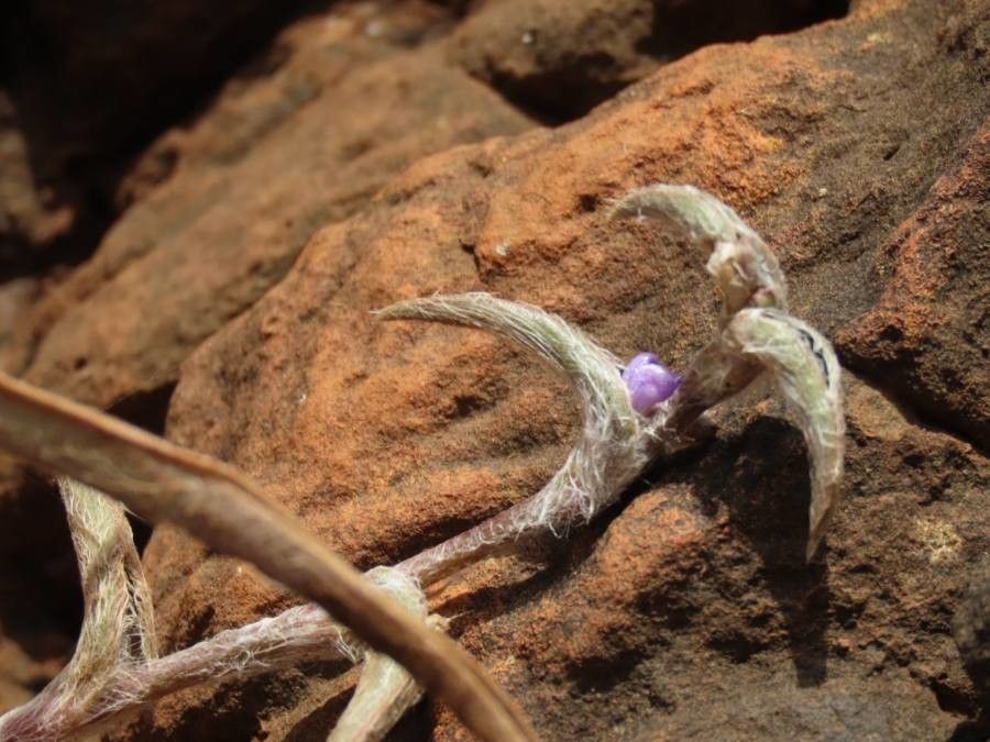 Cyanotis foecunda flower