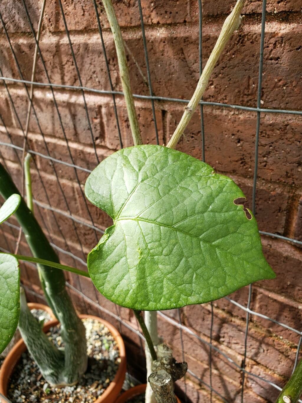 Adenia firingalavensis leaf