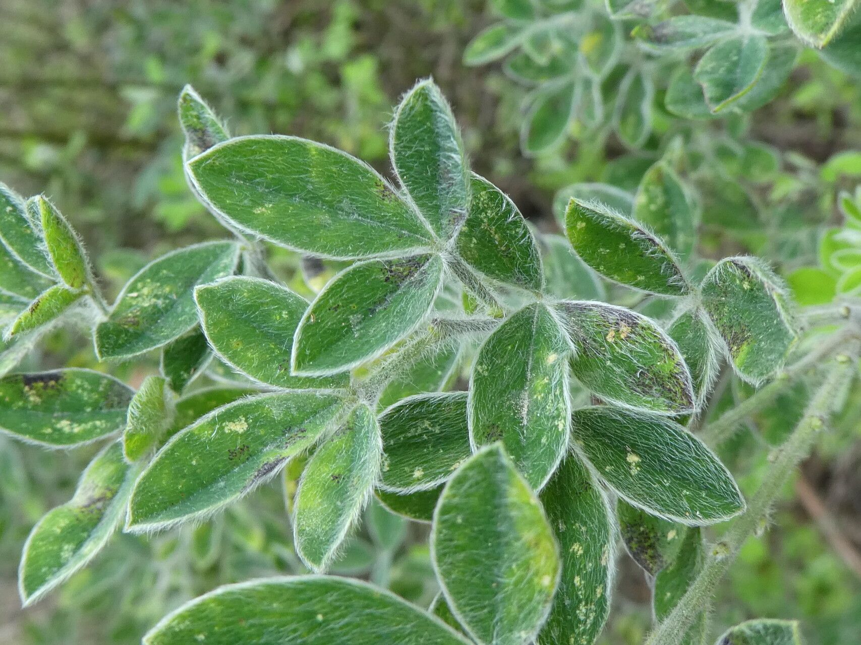 Chamaecytisus triflorus — houseplant care guide