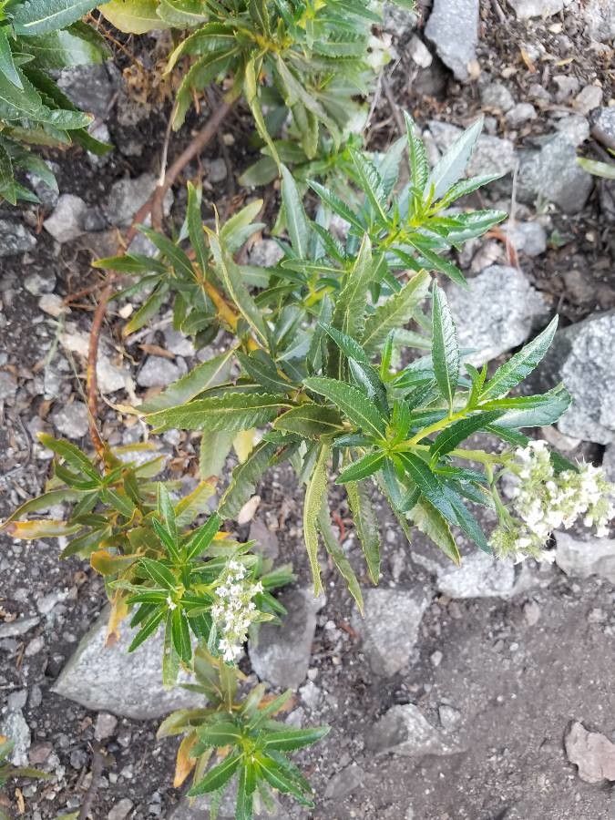 Eriodictyon angustifolium habit