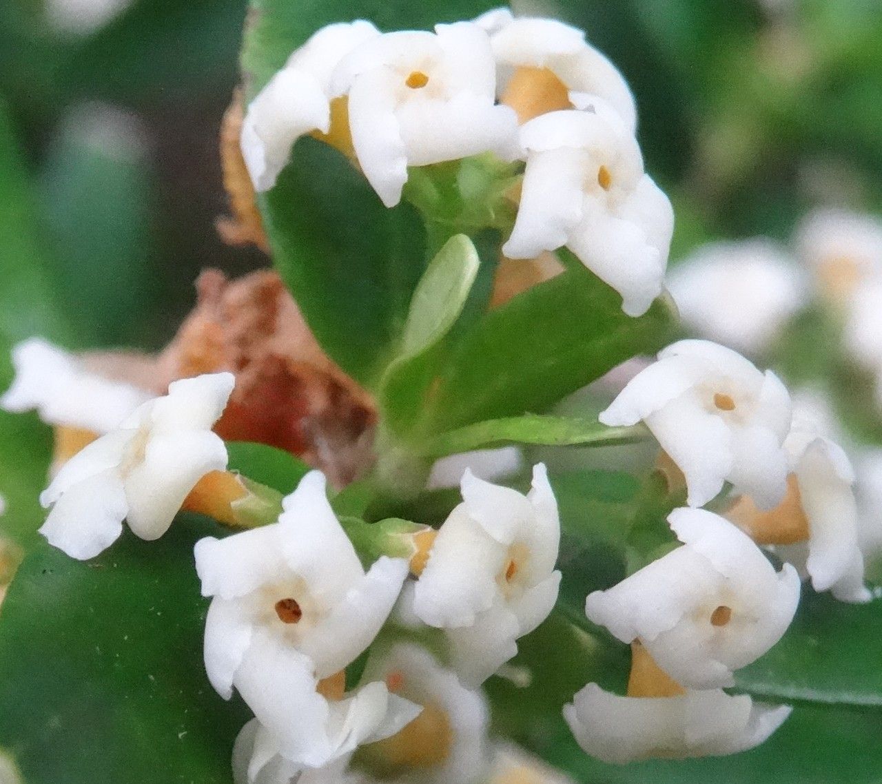Alyxia tisserantii flower