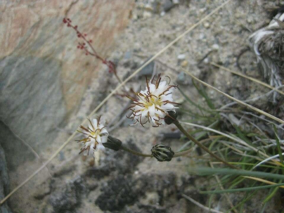 Silene sargentii — search result for 'Silene'