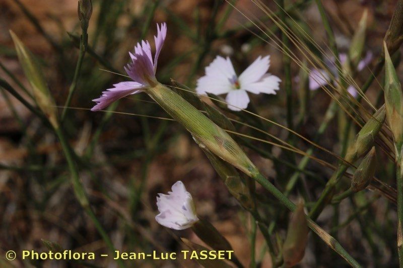 Dianthus charidemi flower