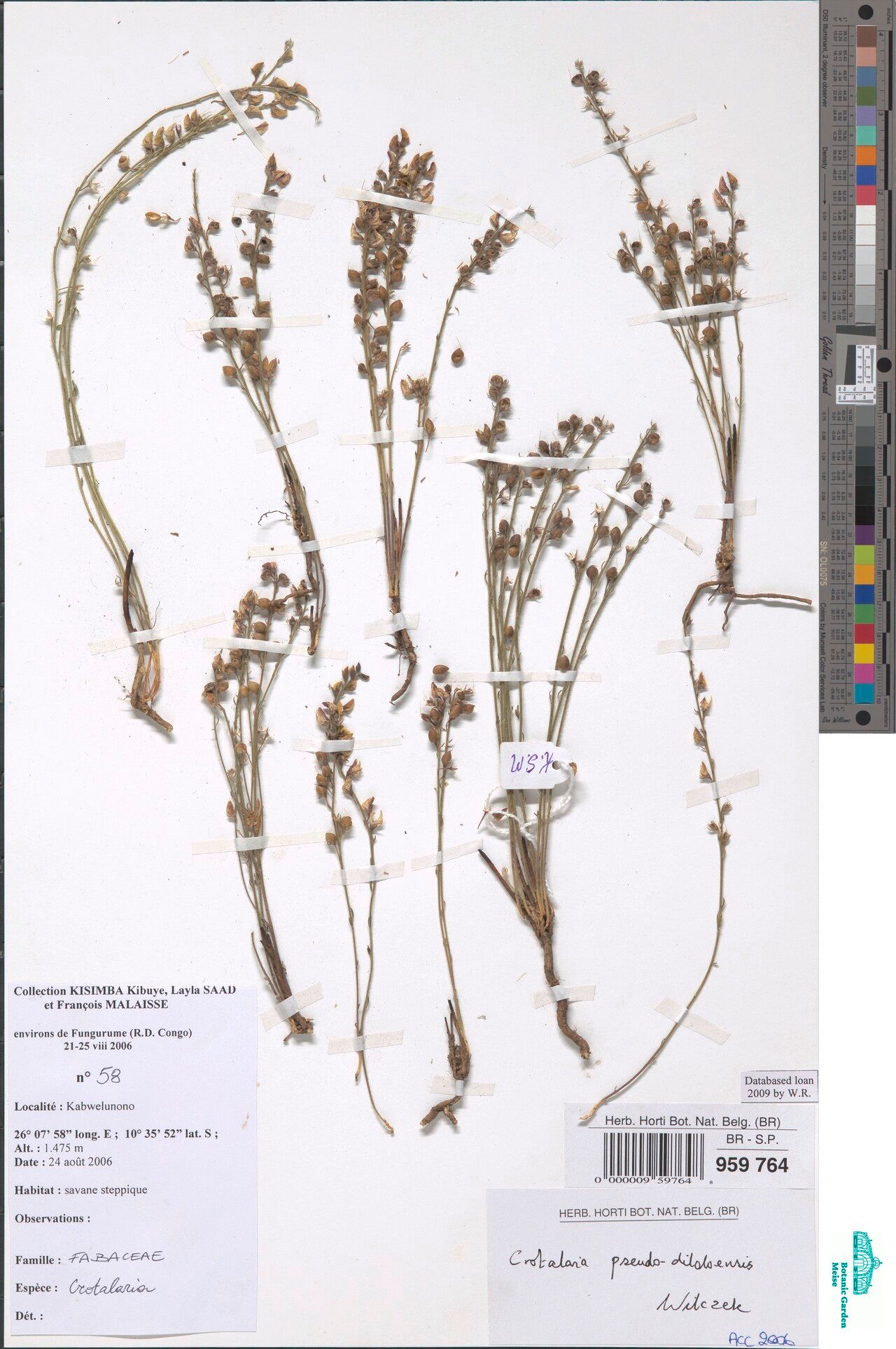 Crotalaria pseudodiloloensis — houseplant care guide