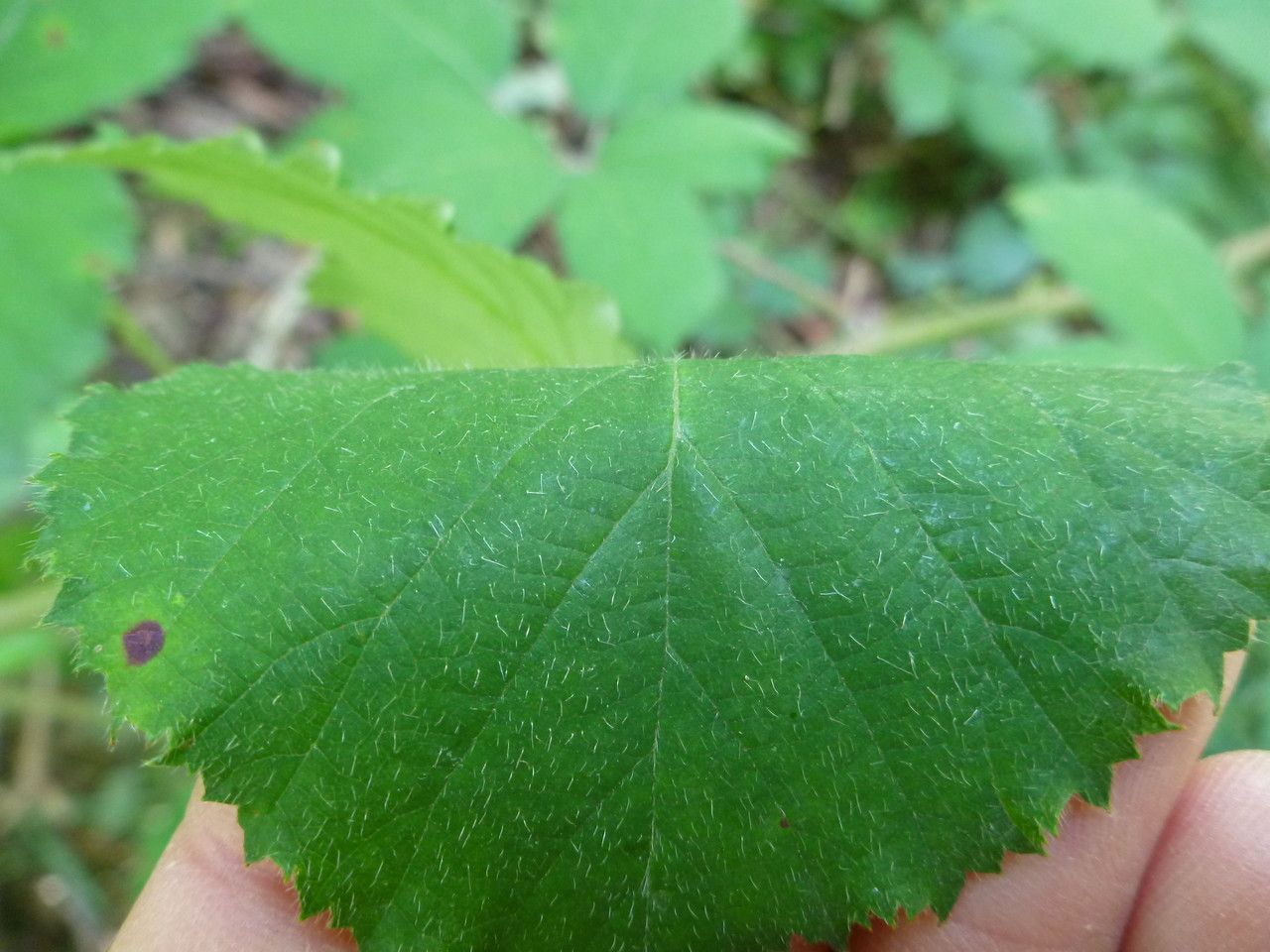 Rubus macrostachys leaf