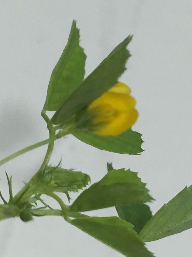 Medicago orbicularis flower