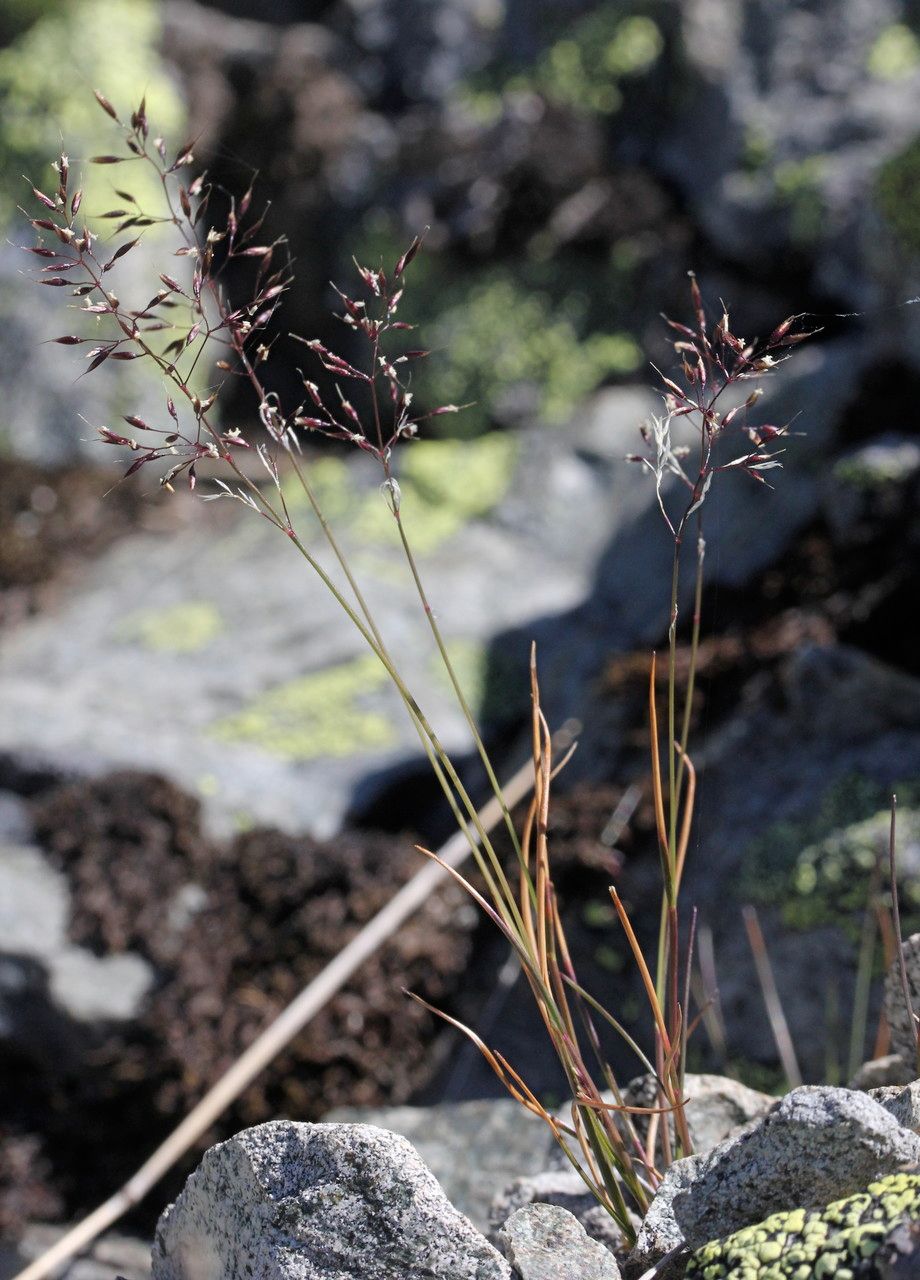 Agrostis alpina habit